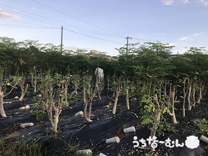 モリンガパウダー（粉末） 100％沖縄県産 50g 沖縄のモリンガ畑